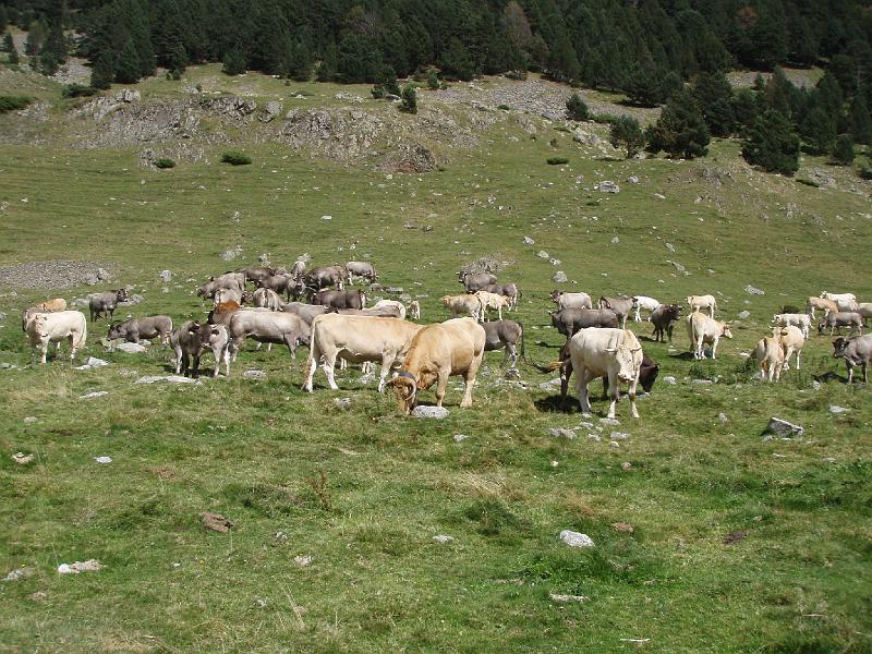 Pyrenees 2011 067.jpg